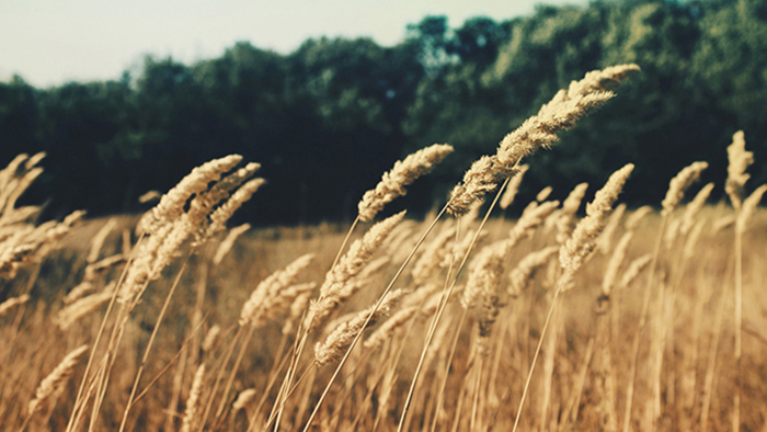 快速故障恢复的在线DDOS平台攻击